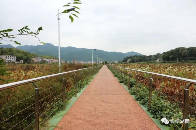 河堤游步道安全距离(河堤游步道安全距离要求)